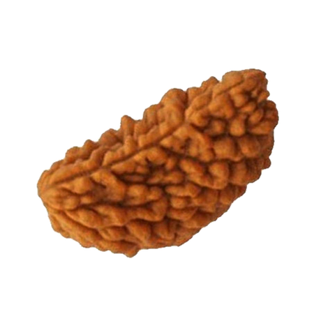 Ek Mukhi Rudraksha - Vastu Miracles